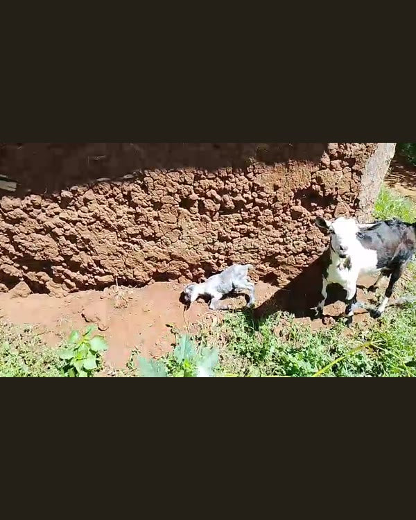 A newborn kid — Goats & kids