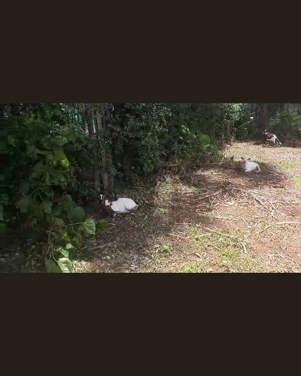 Goats in the yard — Goats & kids