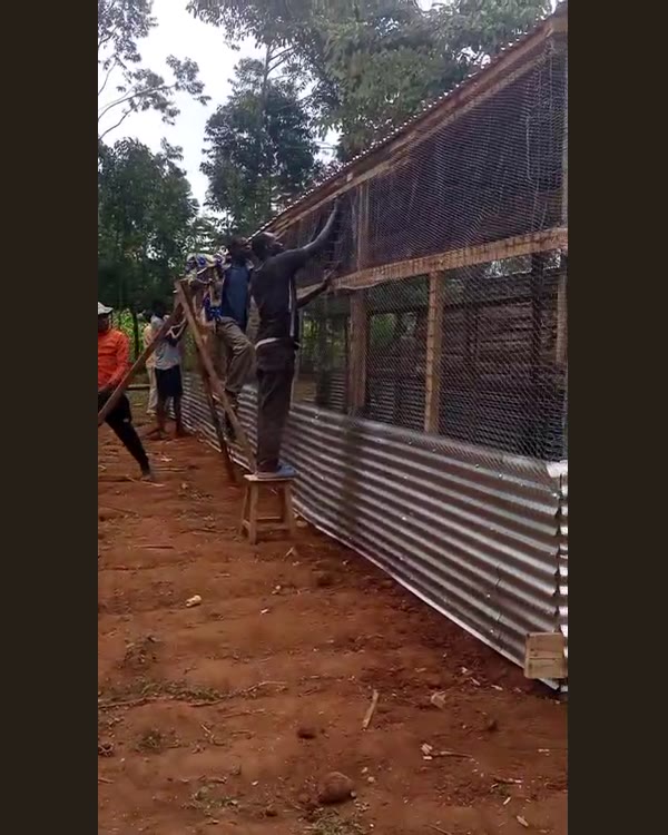 Roof, walls and mesh — Chicken house