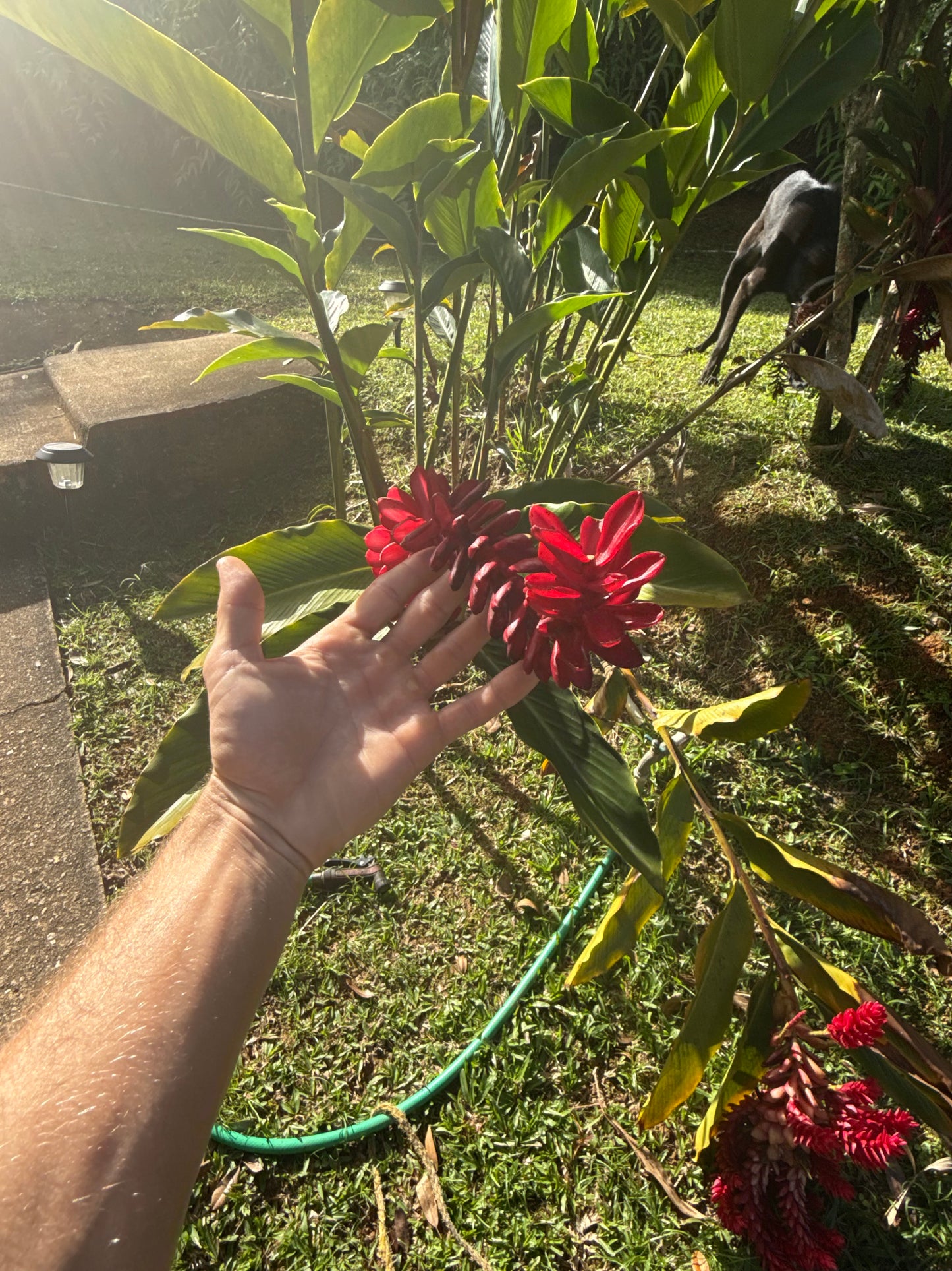 ALL INCLUSIVE UTUADO PR RETREAT (Main Apartment)