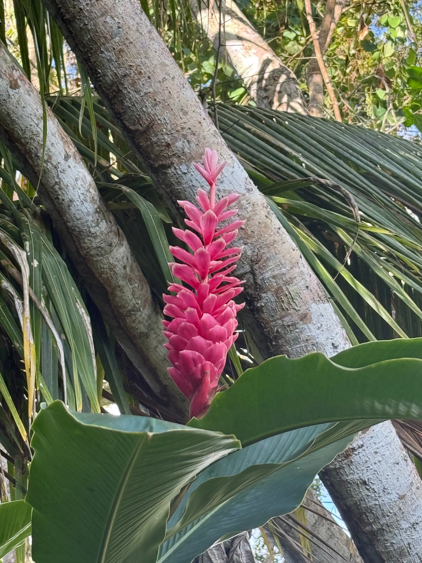 ALL INCLUSIVE UTUADO PR RETREAT (Main Apartment)