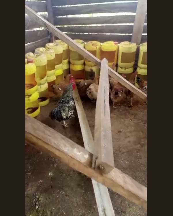 The feeders in use — Feeding the flock