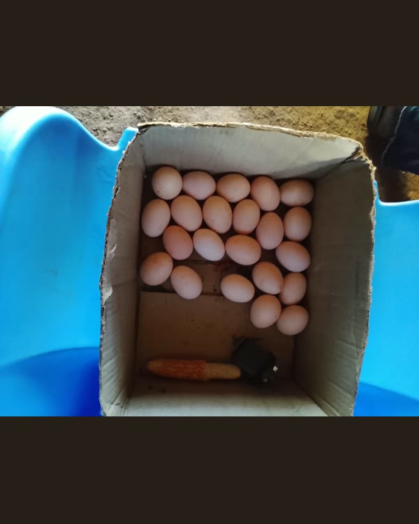 Eggs collected — Chickens & eggs